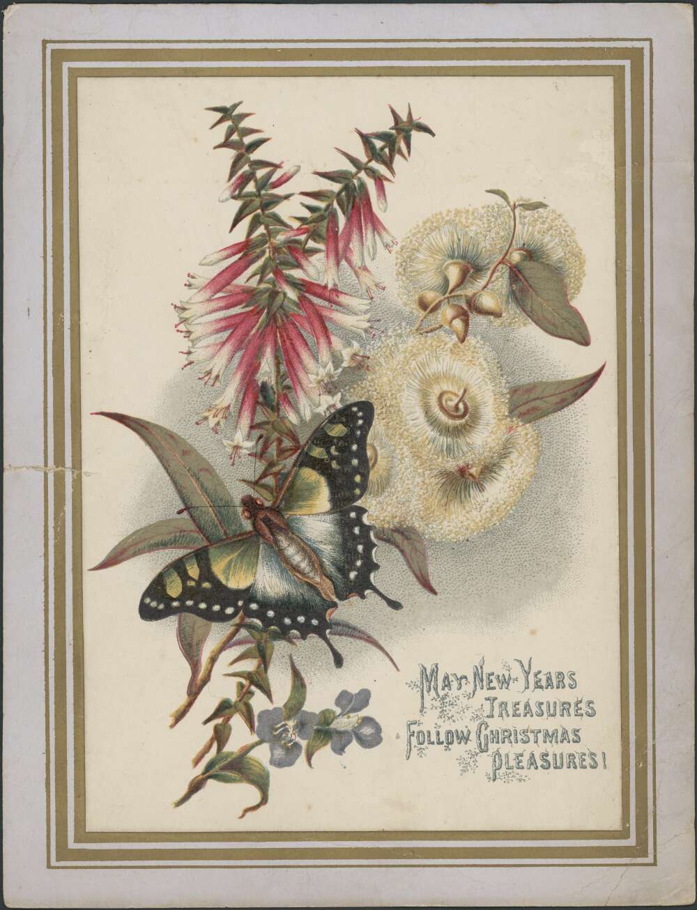 A colour illustration of a black and yellow butterfly, with a white blossom, and red bell shaped flowers and gum leaves behind.