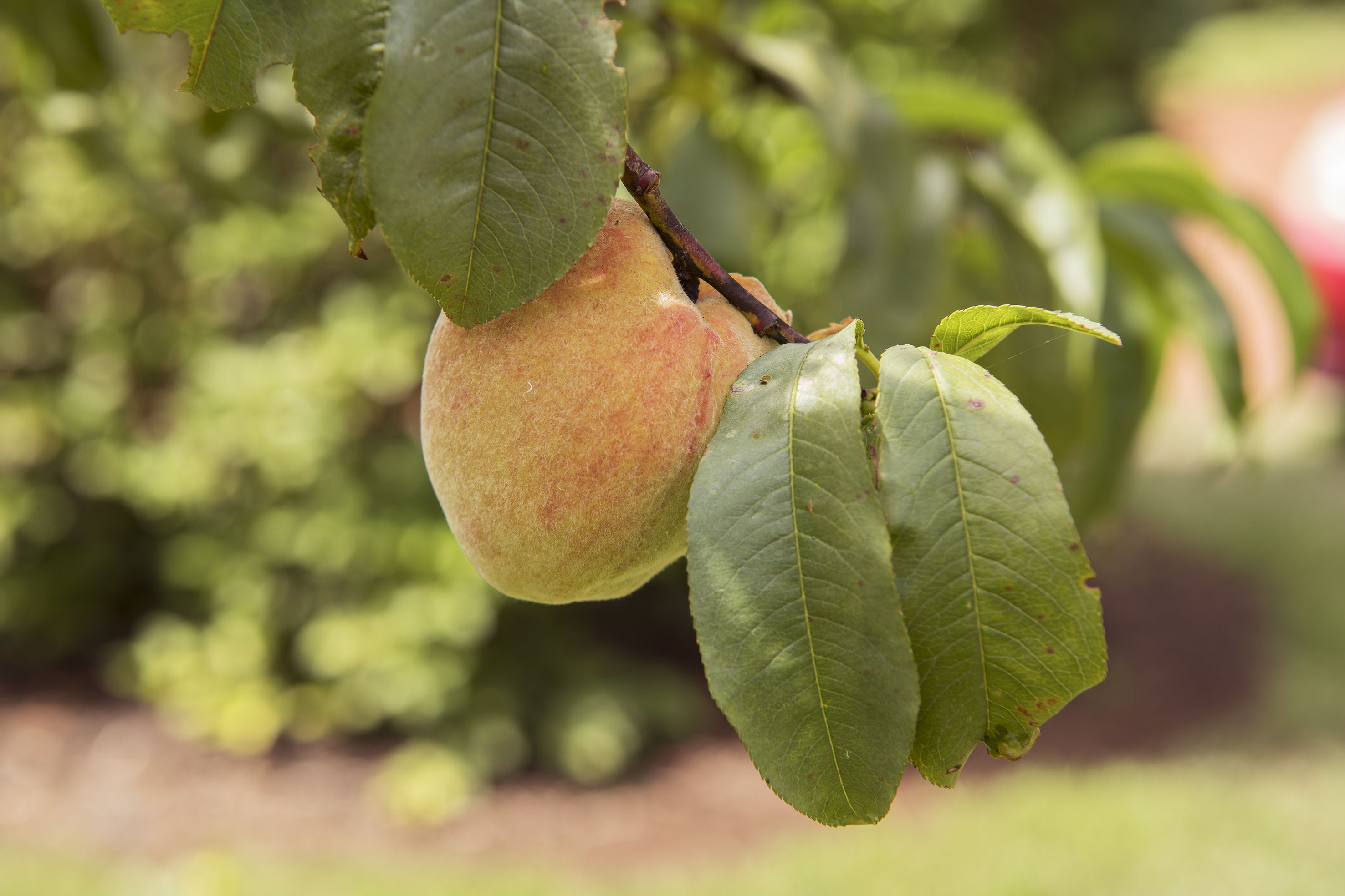 Close up of ripe peaches on a tree