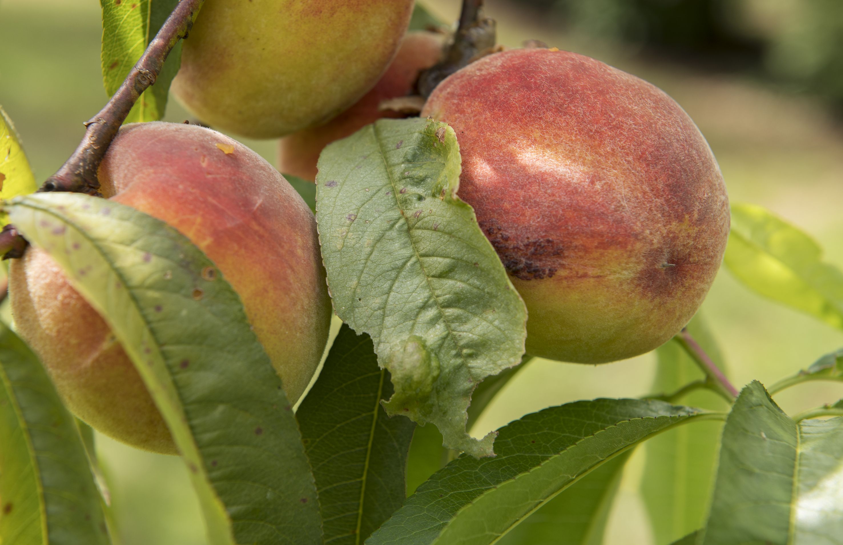 A close up of ripe peaches on a tree in Calthorpes House garden